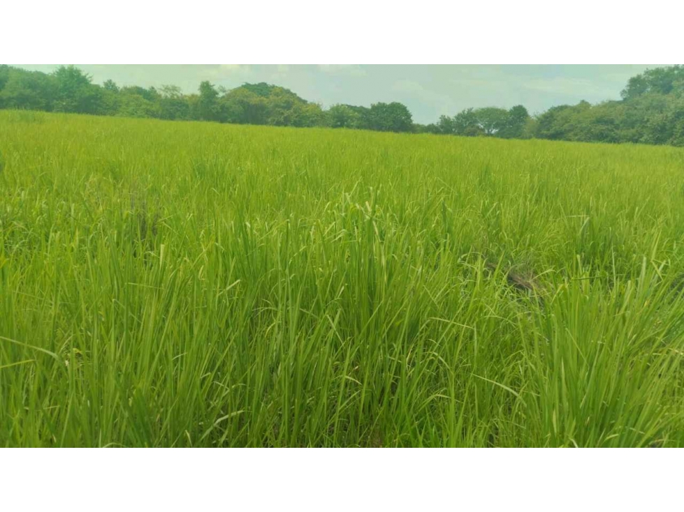 VENTA DE FINCA EN NATÁ PRECIO DE OPORTUNIDAD - 4