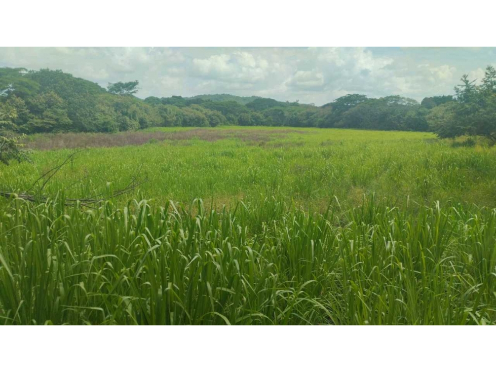 VENTA DE FINCA EN NATÁ PRECIO DE OPORTUNIDAD - 5