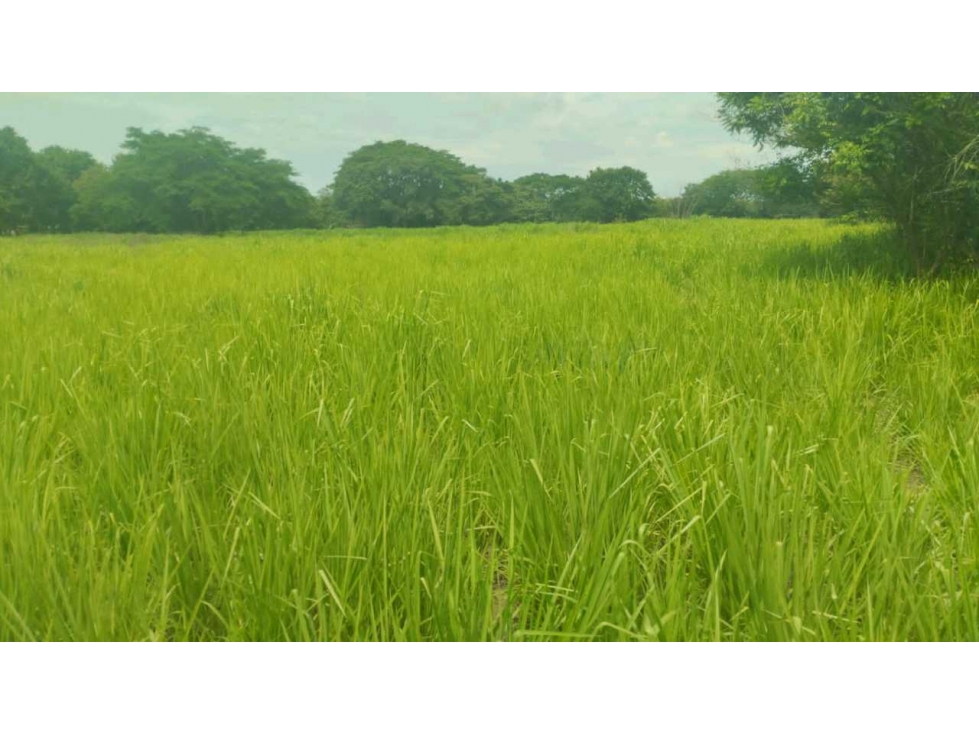 VENTA DE FINCA EN NATÁ PRECIO DE OPORTUNIDAD - 6