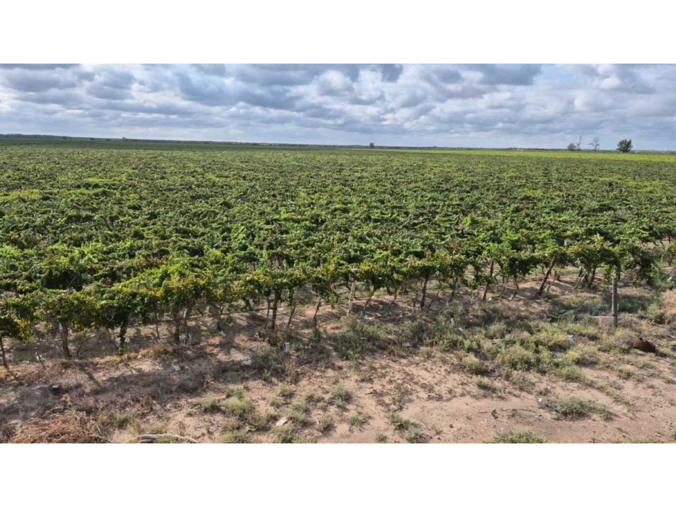 VENTA DE FINCA 53 HAS SAN MARTÍN, MENDOZA - 1