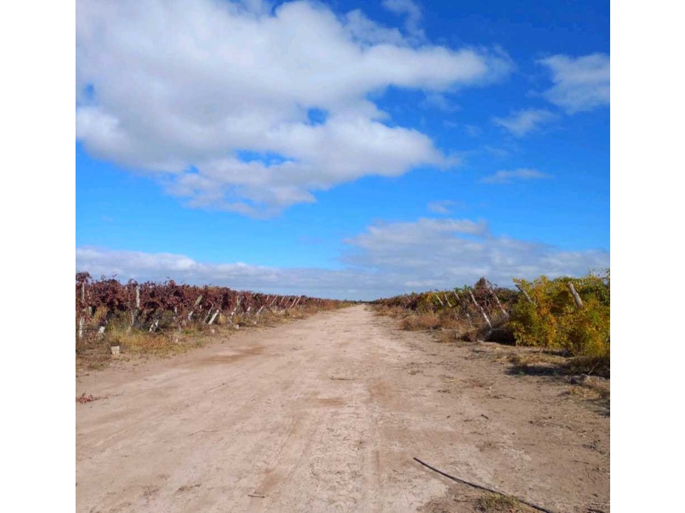 VENTA DE FINCA 53 HAS SAN MARTÍN, MENDOZA - 6
