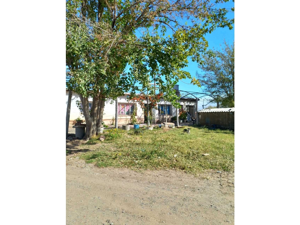 VENTA DE FINCA 53 HAS SAN MARTÍN, MENDOZA - 4