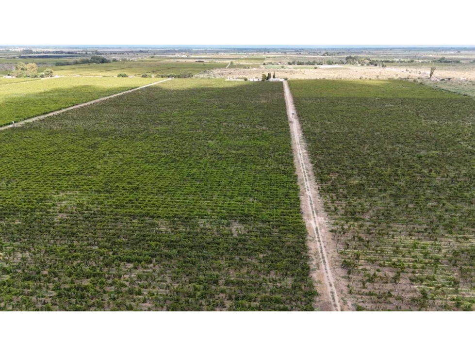 VENTA DE FINCA 53 HAS SAN MARTÍN, MENDOZA - 2