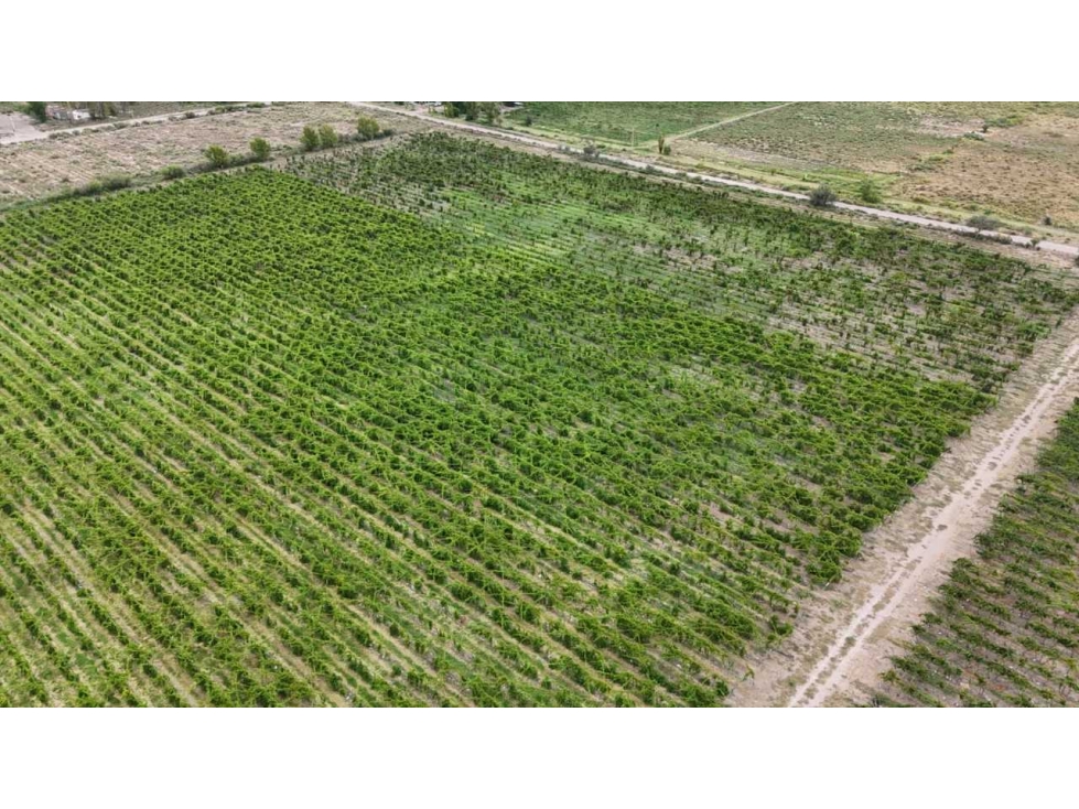 VENTA DE FINCA 53 HAS SAN MARTÍN, MENDOZA - 3
