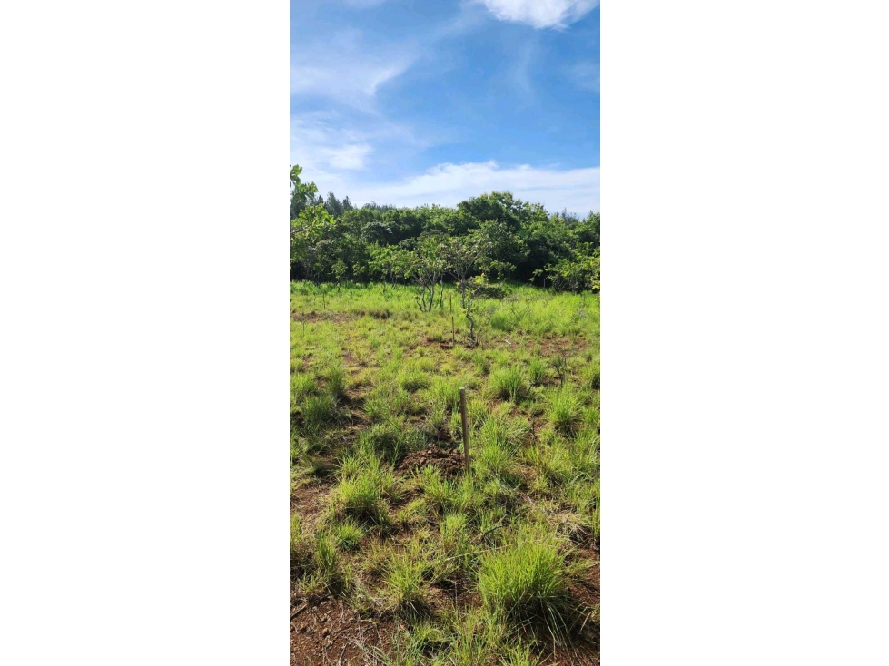 VENTA DE FINCA EN SAN FRANCISCO DE VERAGUAS, AGUA VIVA - 3