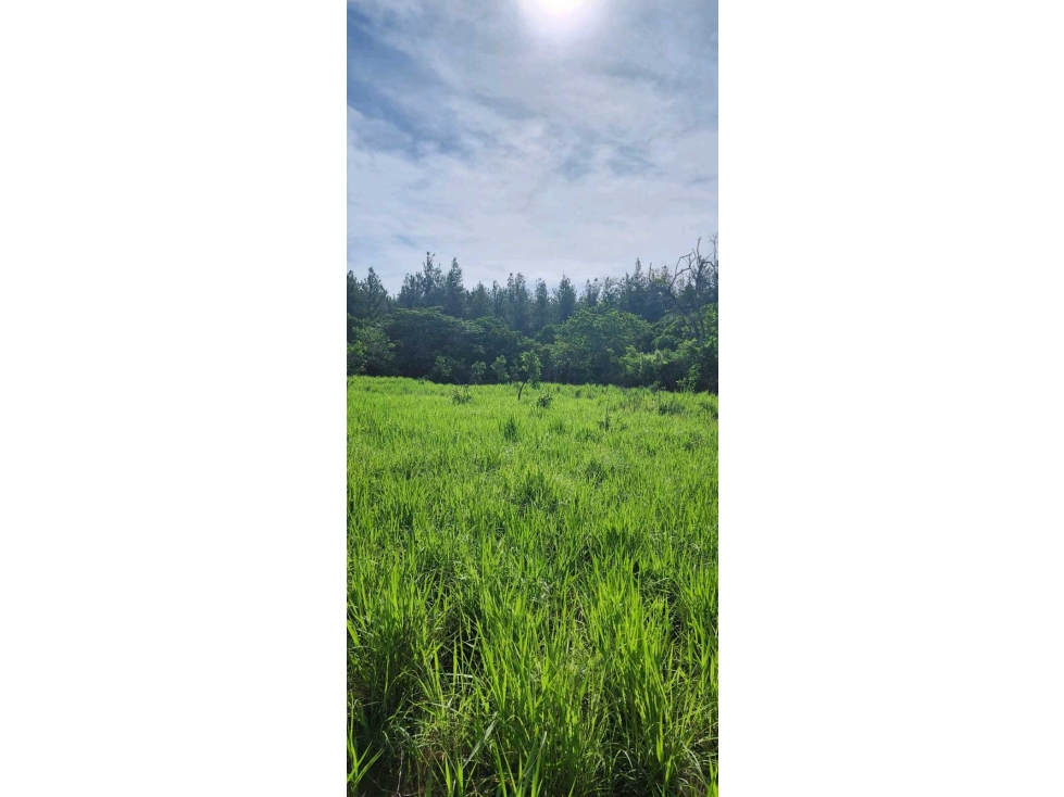 VENTA DE FINCA EN SAN FRANCISCO DE VERAGUAS, AGUA VIVA - 4