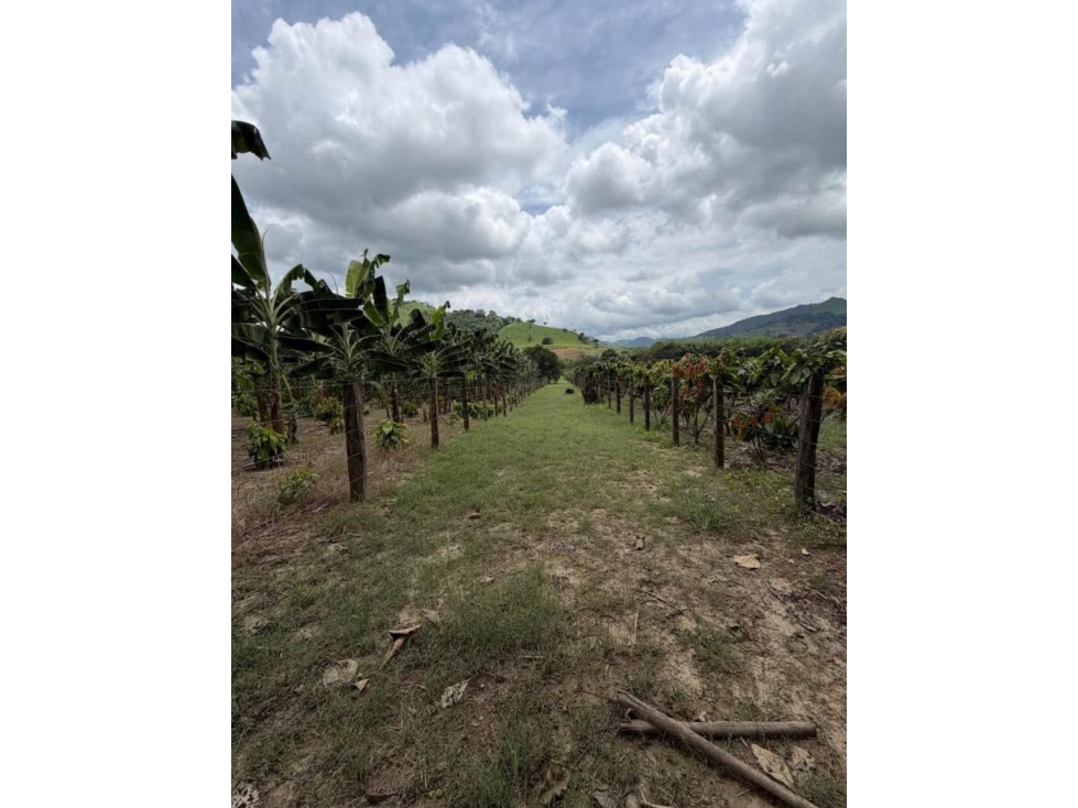 Venta de Finca en Santa Ana-Manabí.. - 2