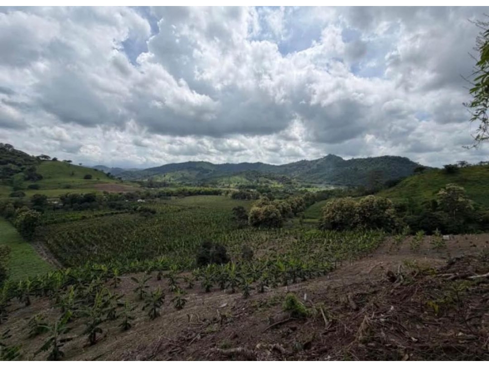 Venta de Finca en Santa Ana-Manabí.. - 4