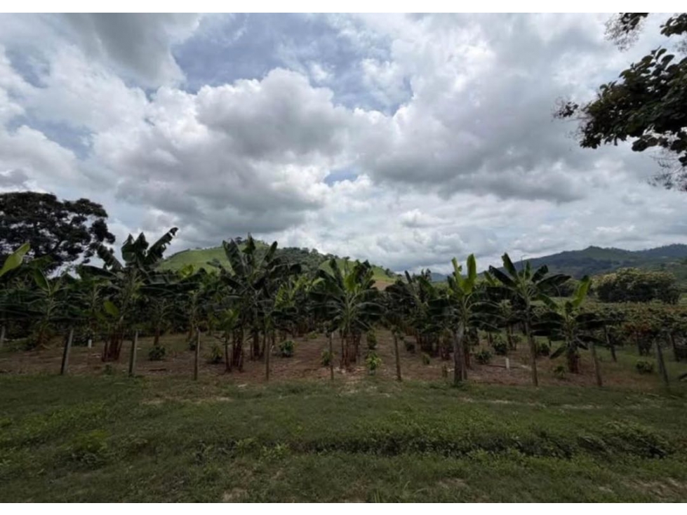 Venta de Finca en Santa Ana-Manabí.. - 5