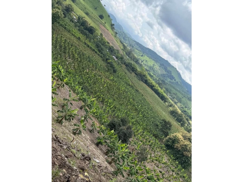 Venta de Finca en Santa Ana-Manabí.. - 6