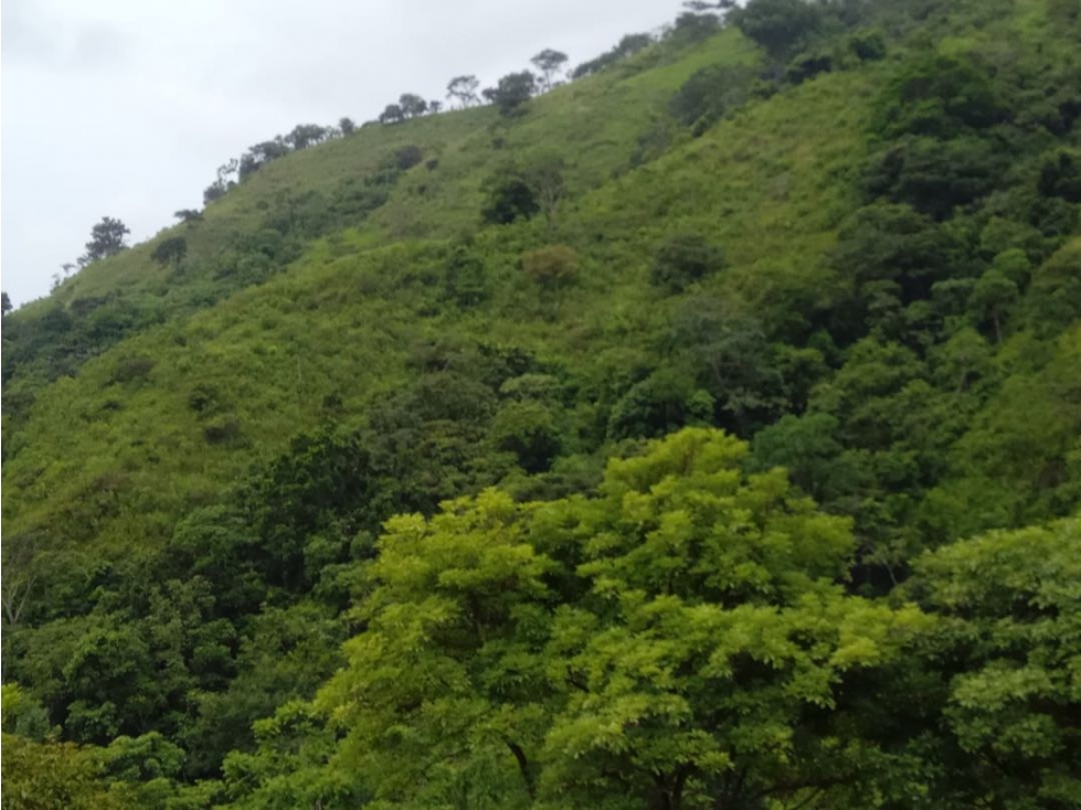Venta de Finca en Torti, Chepo - 2
