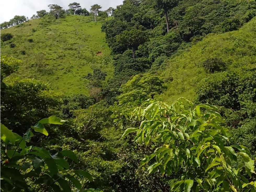 Venta de Finca en Torti, Chepo - 3
