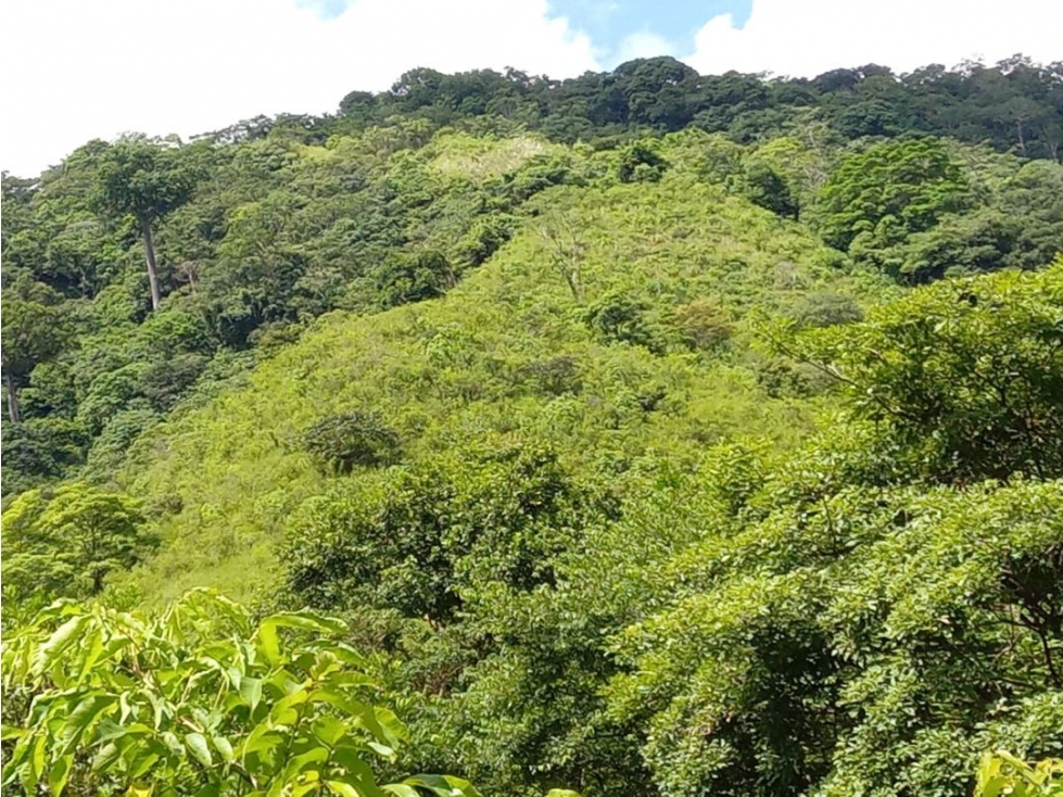 Venta de Finca en Torti, Chepo - 4