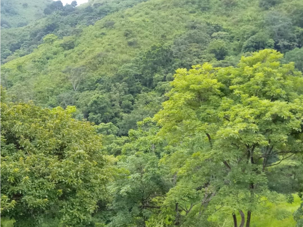 Venta de Finca en Torti, Chepo - 5