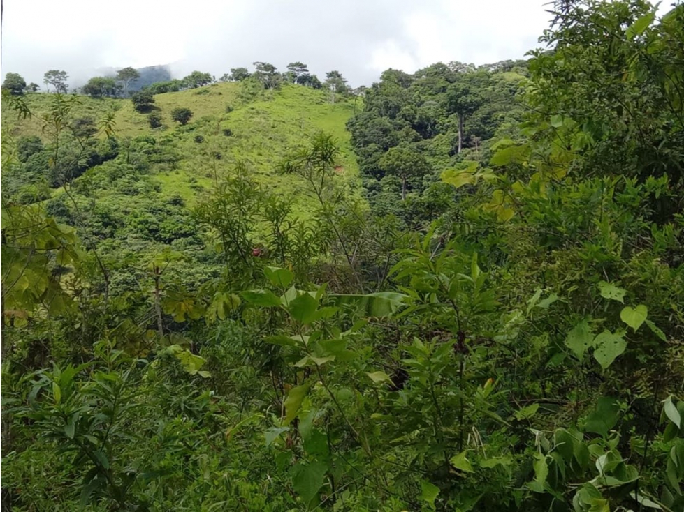 Venta de Finca en Torti, Chepo - 6