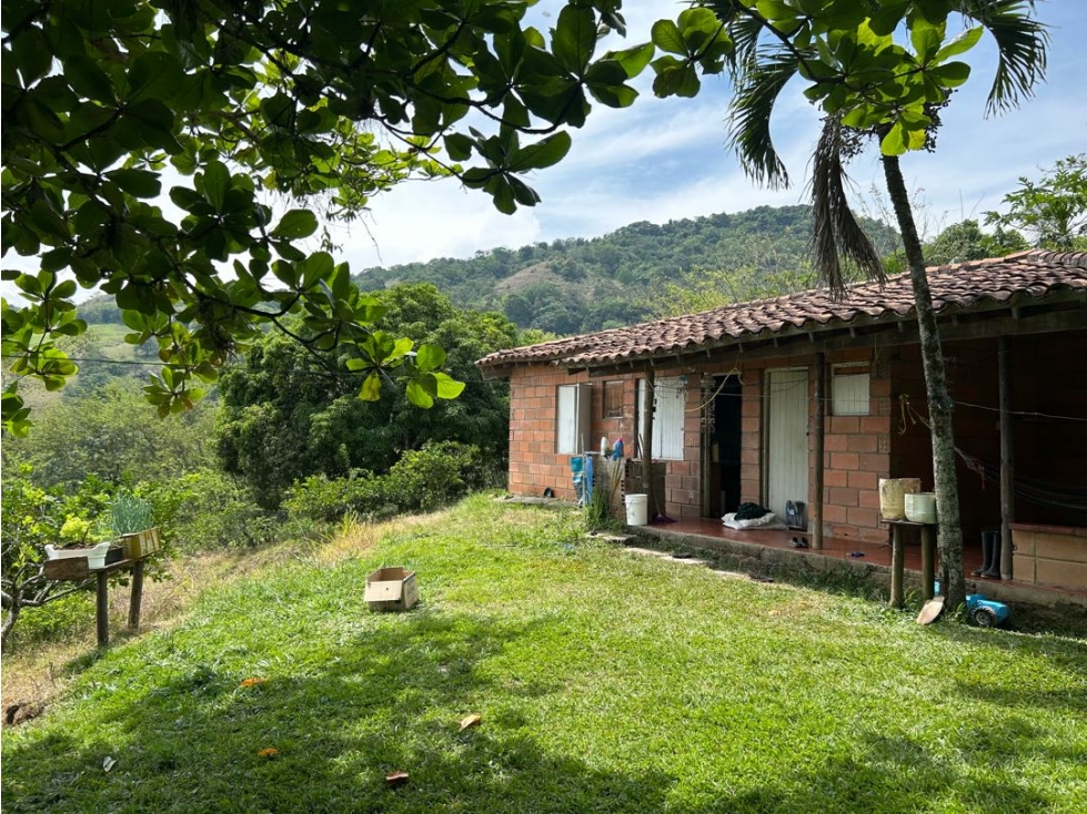 VENTA DE FINCA EN VENECIA SUROESTE ANTIOQUEÑO — foto 2