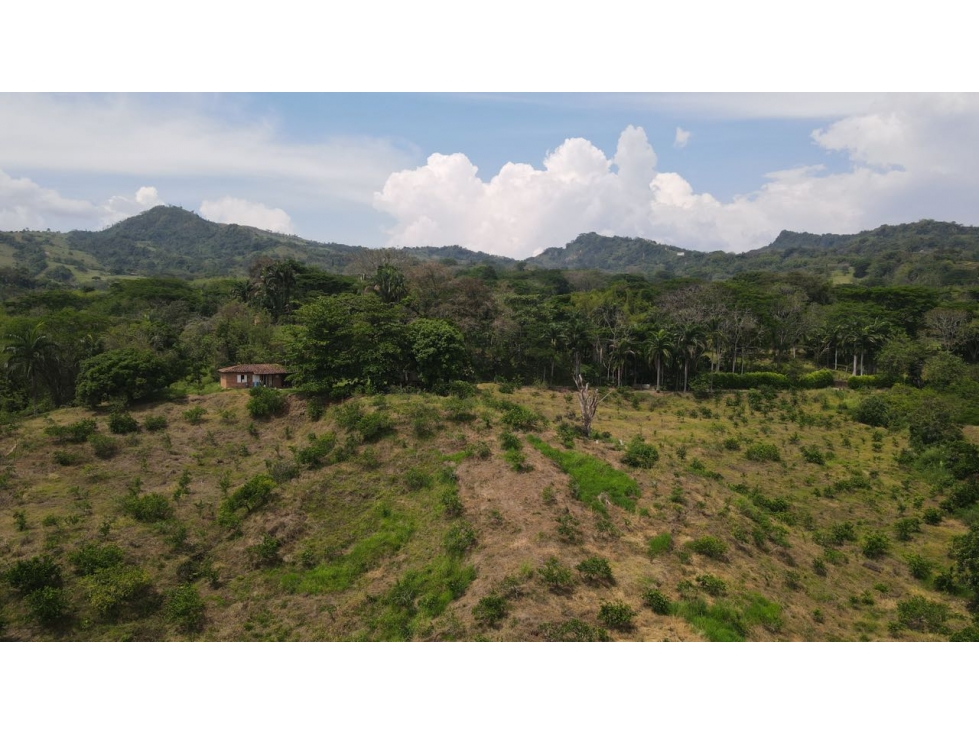 VENTA DE FINCA EN VENECIA SUROESTE ANTIOQUEÑO — foto 5