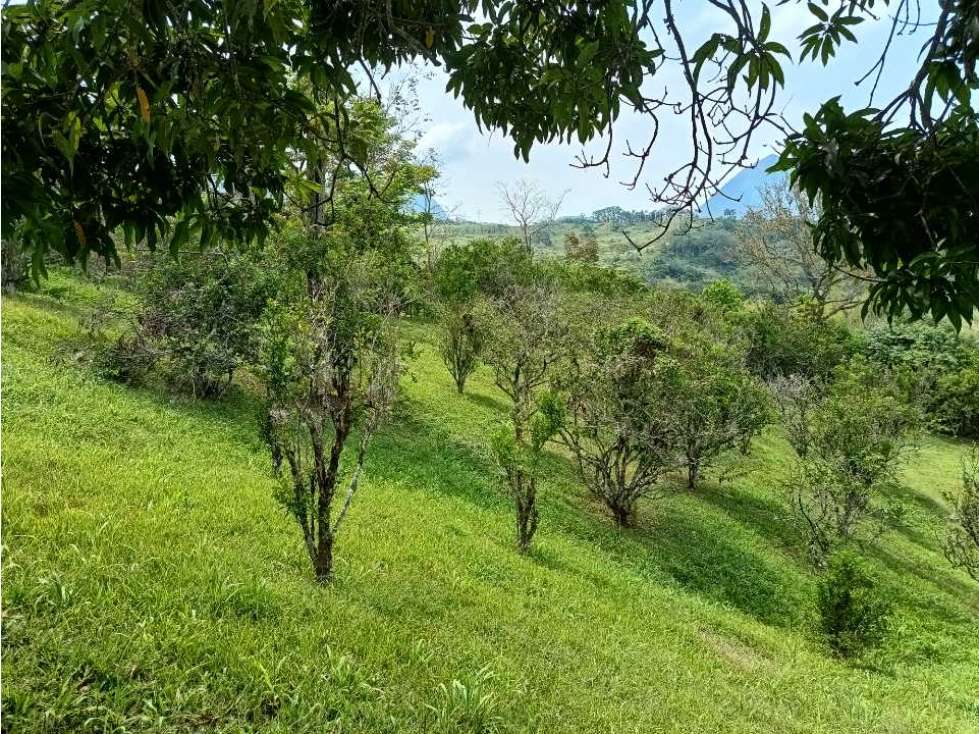 Venta de Finca en Venecia Suroeste Antioqueño — foto 2