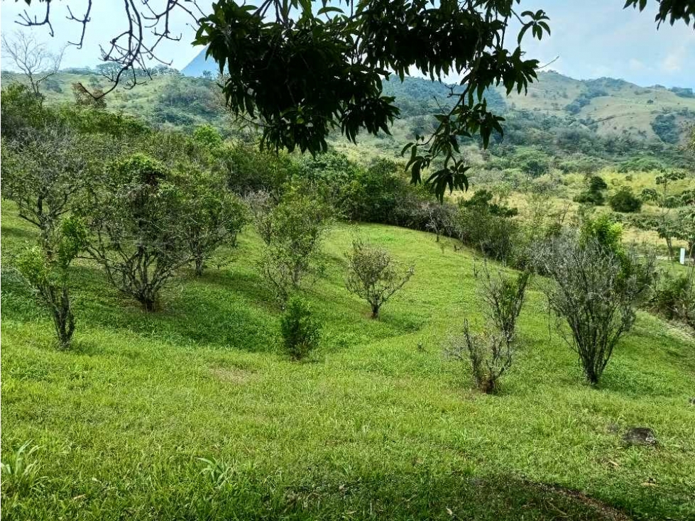 Venta de Finca en Venecia Suroeste Antioqueño — foto 3