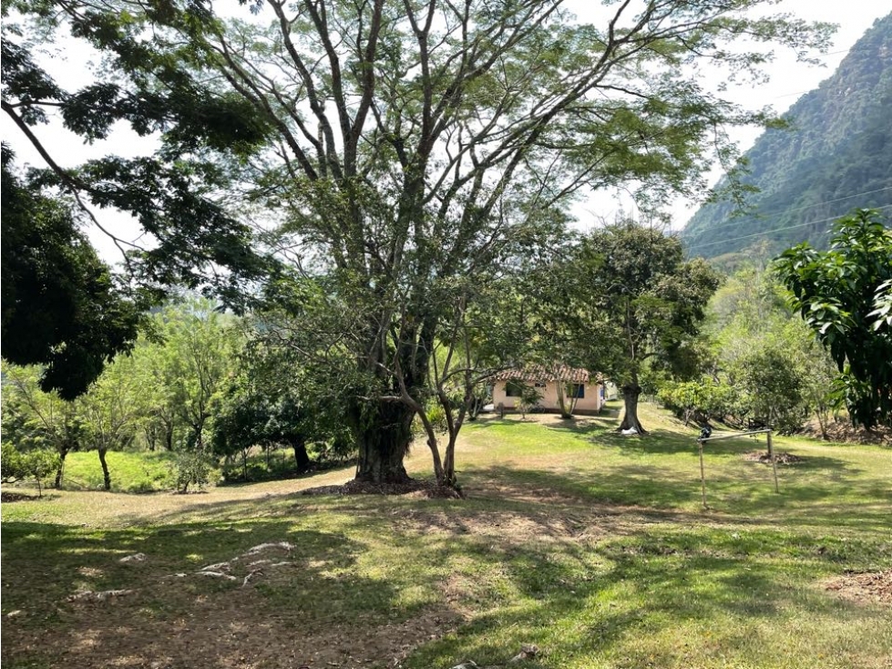 Venta Finca Venecia Suroeste de Antioquia — foto 4