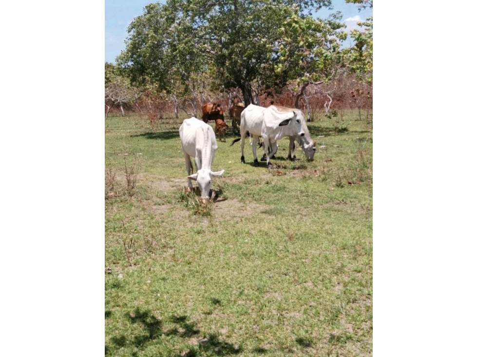 Venta de Finca la Reyna en Coclé - 1