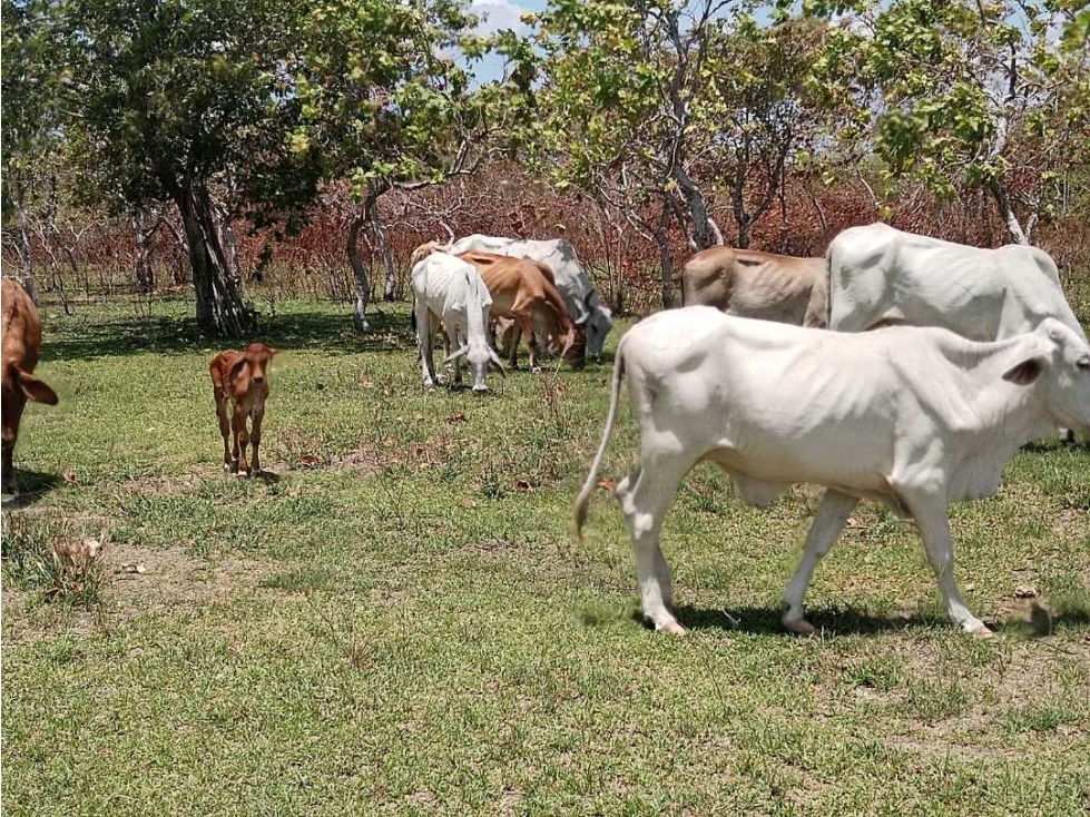 Venta de Finca la Reyna en Coclé - 2