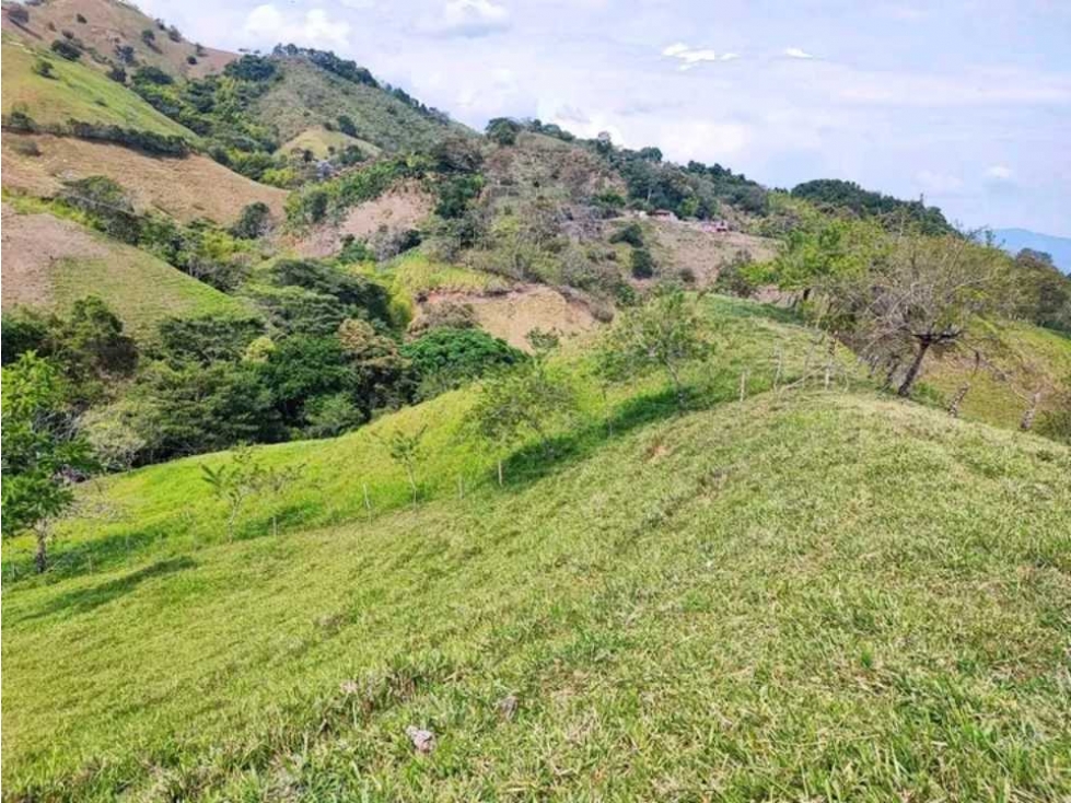 VENTA DE FINCA LA VIRGINIA - BALBOA RISARALDA - 3
