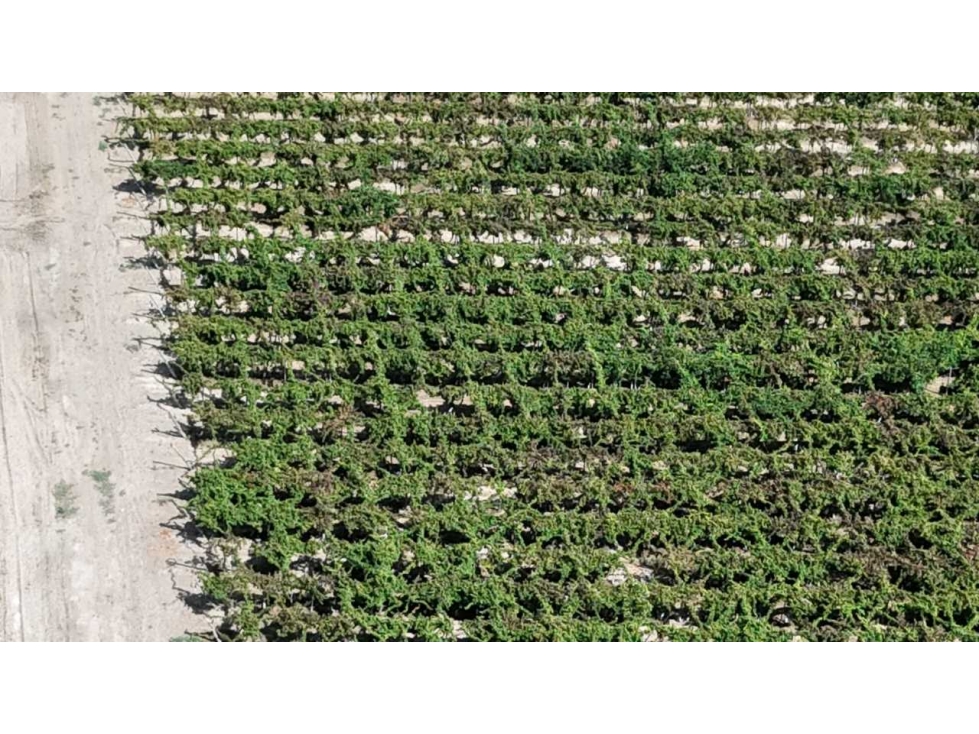 VENTA DE FINCA DE 79 HAS SAN MARTÍN, MZA. - 6