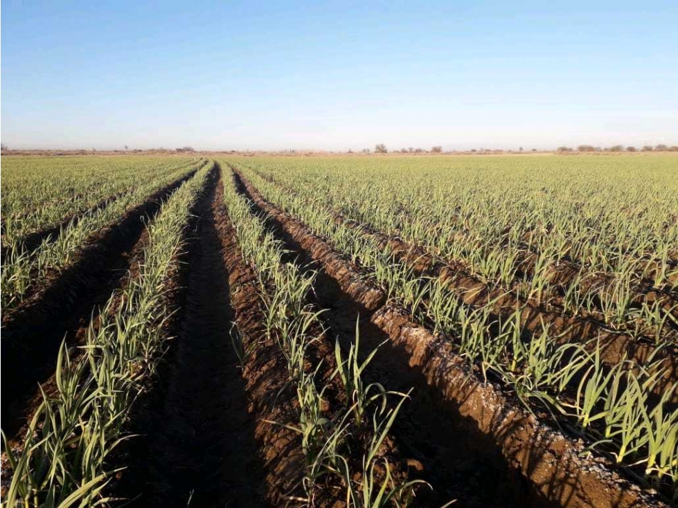 VENTA DE FINCA DE 79 HAS SAN MARTÍN, MZA. - 1