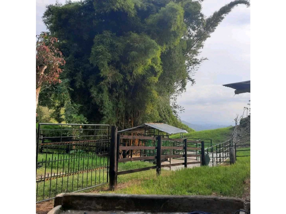 VENTA DE FINCA MODIN CARTAGO VALLE - 6