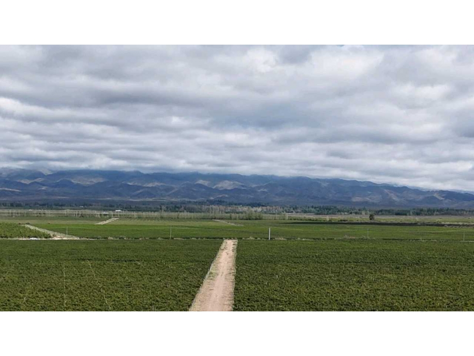 VENTA DE FINCA ÚNICA DE 275 HAS - EN TUNUYAN, MENDOZA. - 4