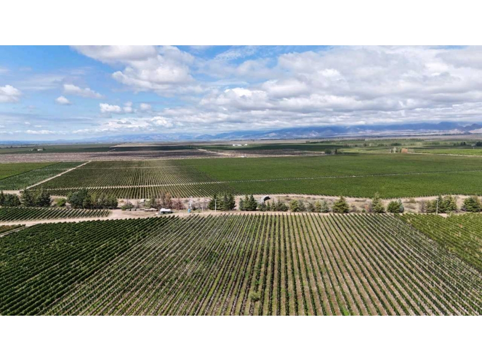 VENTA DE FINCA ÚNICA DE 275 HAS - EN TUNUYAN, MENDOZA. - 6