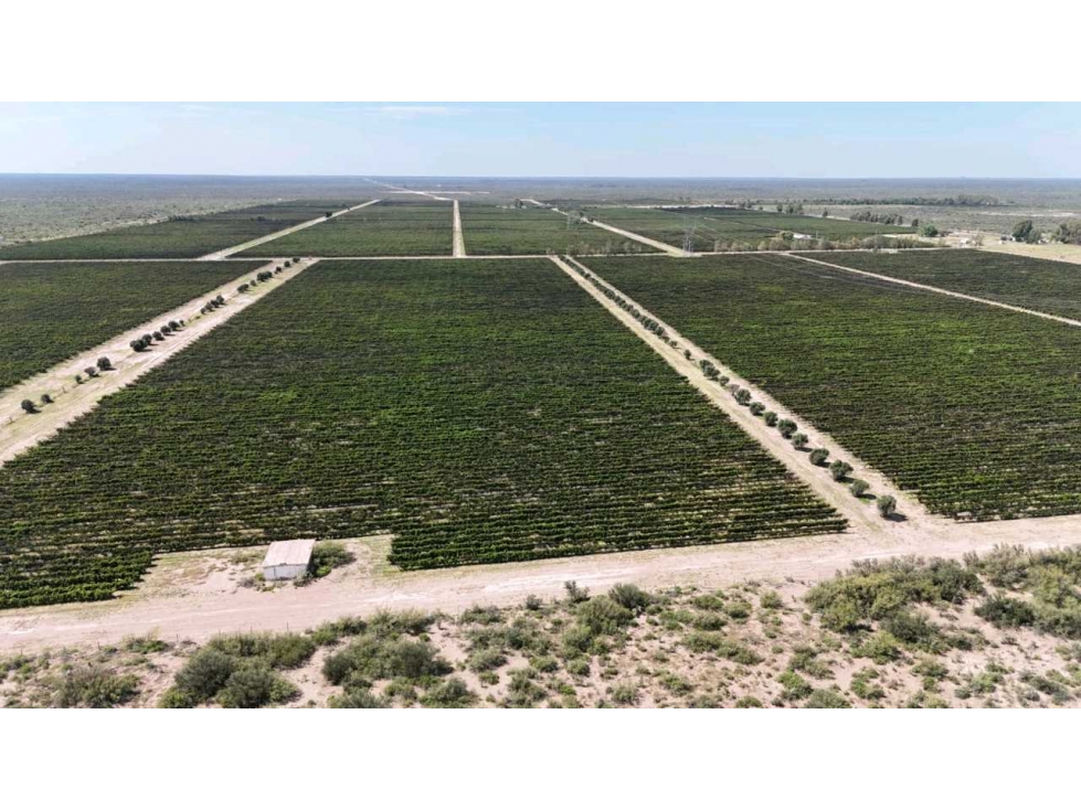 VENTA DE FINCA DE 595 HAS - SAN MARTIN, MENDOZA - 2