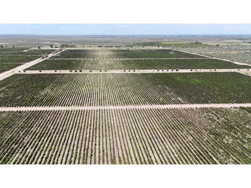VENTA DE FINCA DE 595 HAS - SAN MARTIN, MENDOZA - 3