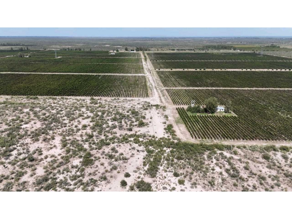 VENTA DE FINCA DE 595 HAS - SAN MARTIN, MENDOZA - 4