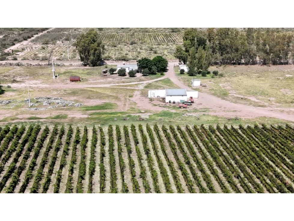 VENTA DE FINCA DE 595 HAS - SAN MARTIN, MENDOZA - 6