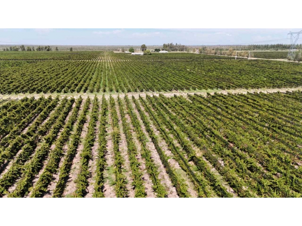 VENTA DE FINCA DE 595 HAS - SAN MARTIN, MENDOZA - 5