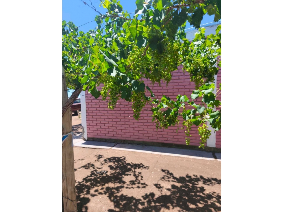 VENTA DE FINCA PRODUCTIVA Y COMPLETA 10 HAS EN PHILLIP, JUNIN, MENDOZA - 2
