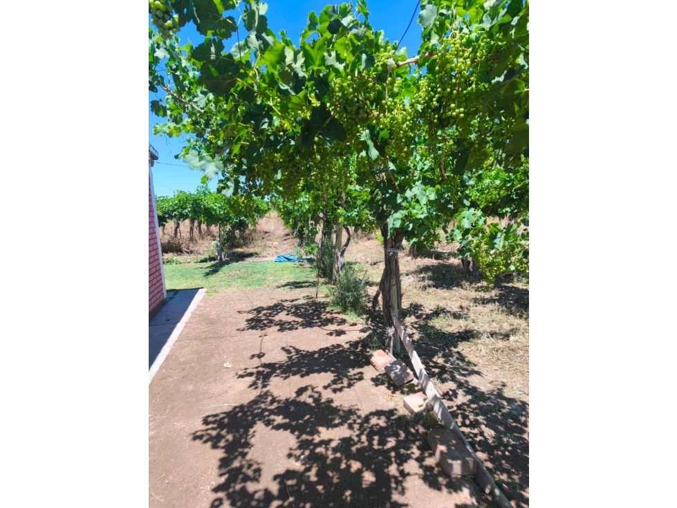 VENTA DE FINCA PRODUCTIVA Y COMPLETA 10 HAS EN PHILLIP, JUNIN, MENDOZA - 3