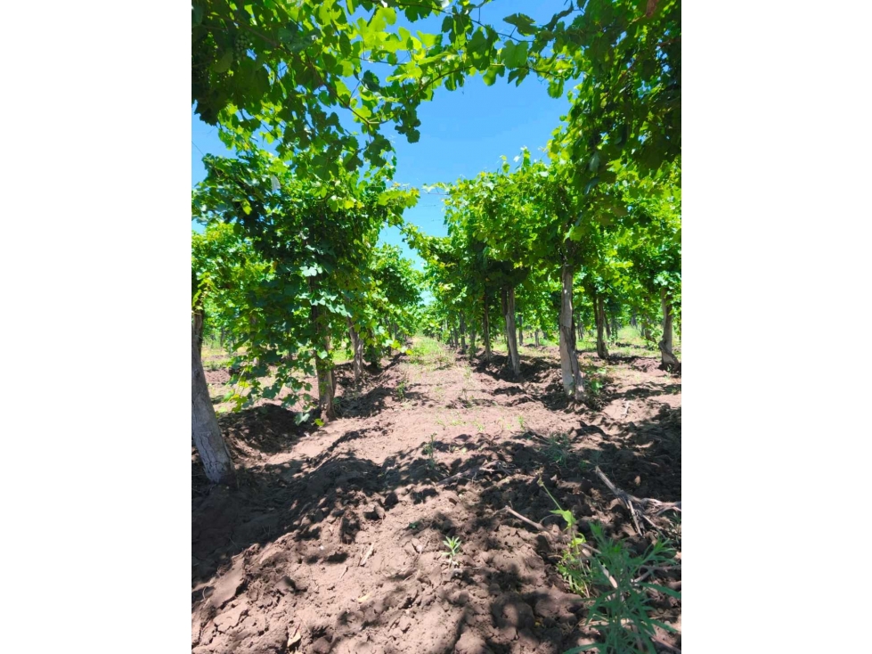 VENTA DE FINCA PRODUCTIVA Y COMPLETA 10 HAS EN PHILLIP, JUNIN, MENDOZA - 4
