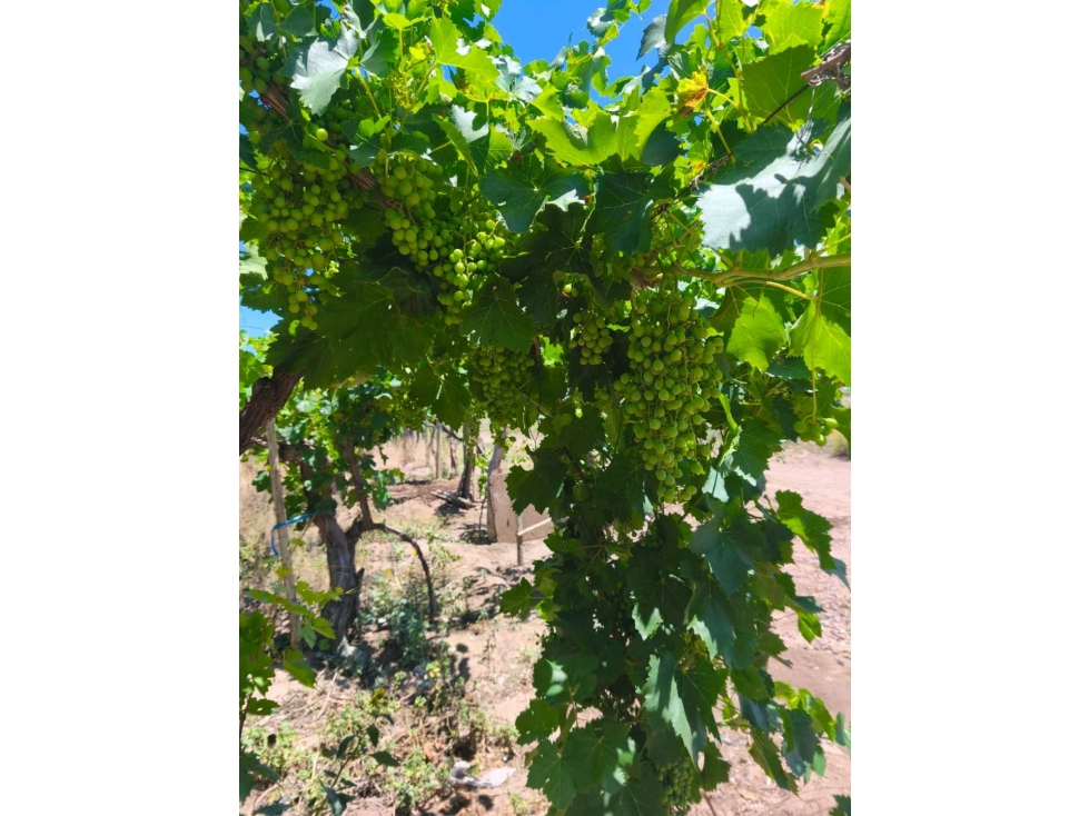 VENTA DE FINCA PRODUCTIVA Y COMPLETA 10 HAS EN PHILLIP, JUNIN, MENDOZA - 5