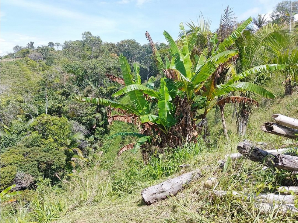 Venta de finca tradicional campesina en san Rafael antioquia - 5