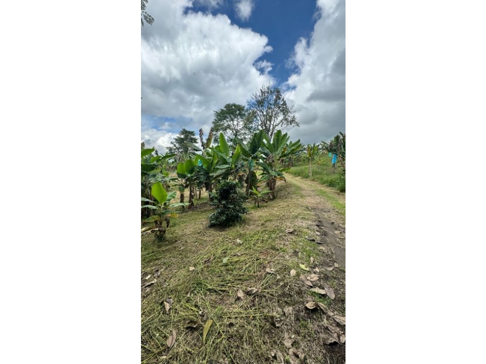 VENTA DE FINCA VEREDA NARANJAL QUIMBAYA QUINDÍO ADAPTABLE PARA TURISMO - 3