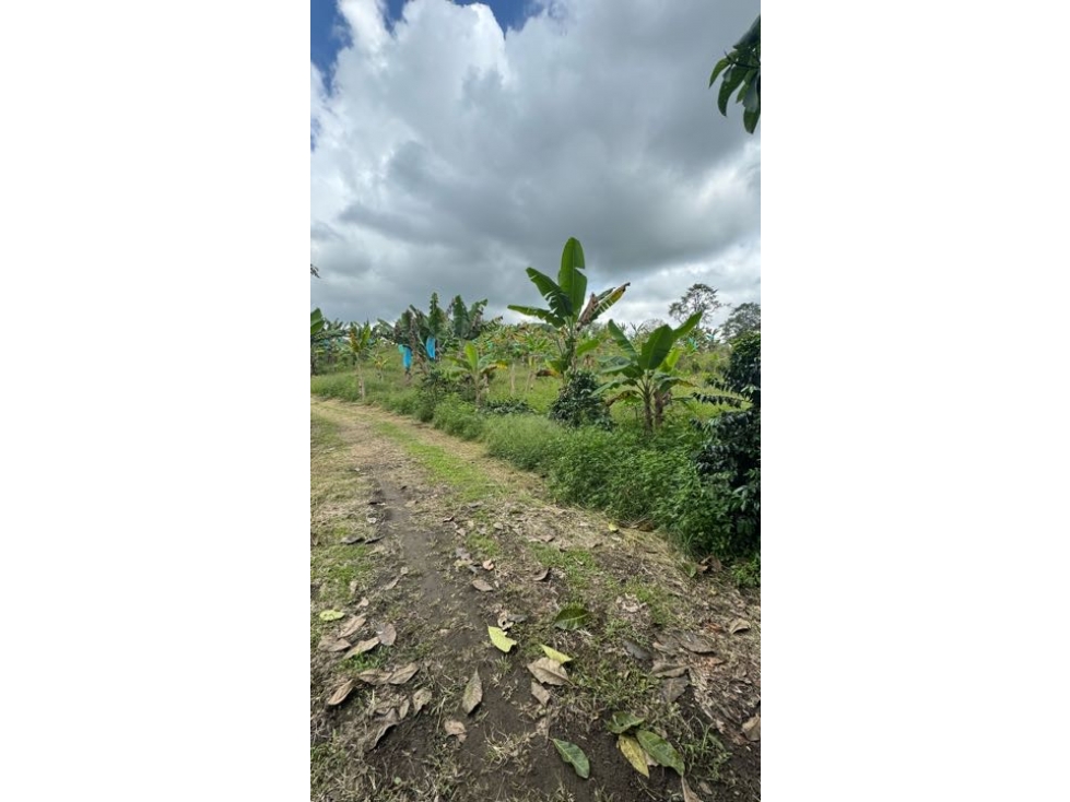VENTA DE FINCA VEREDA NARANJAL QUIMBAYA QUINDÍO ADAPTABLE PARA TURISMO - 4