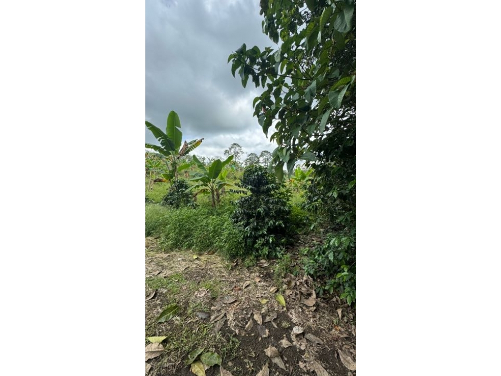 VENTA DE FINCA VEREDA NARANJAL QUIMBAYA QUINDÍO ADAPTABLE PARA TURISMO - 5