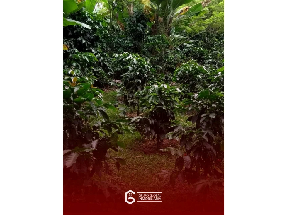 VENTA DE FINCA VEREDA EL NORAL — foto 6