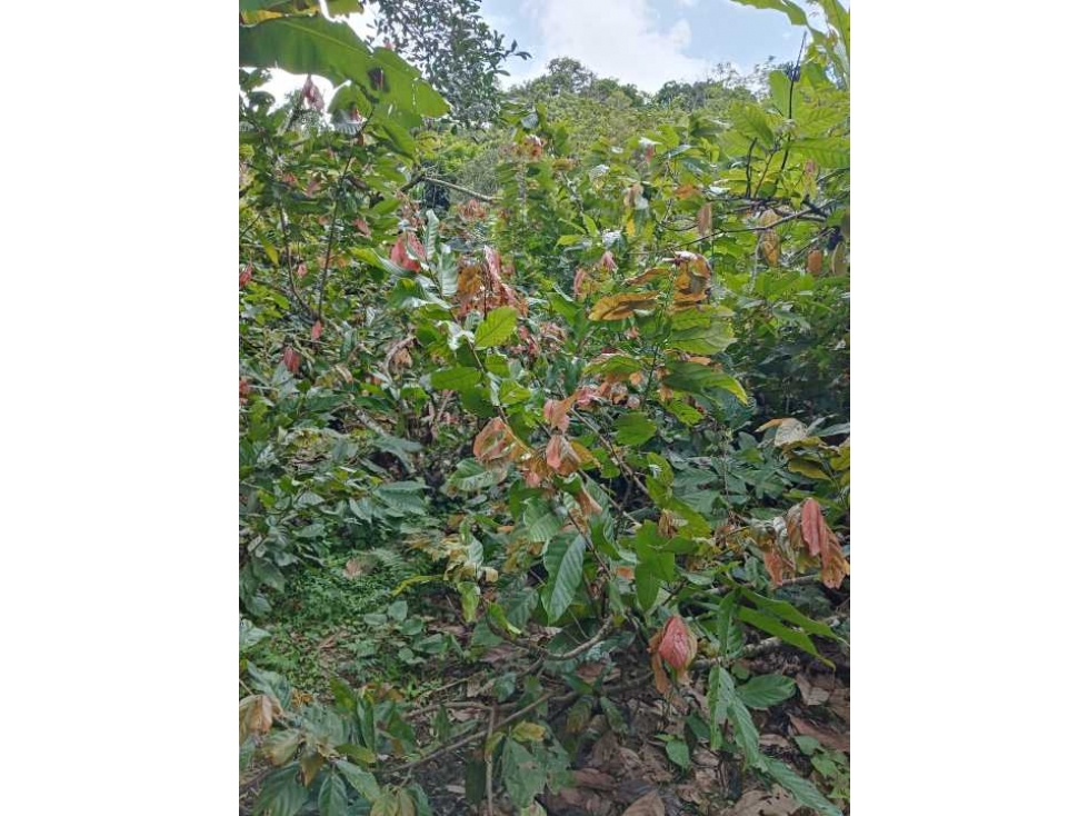 Venta de hermosa finca en Valdivia Antioquia — foto 4