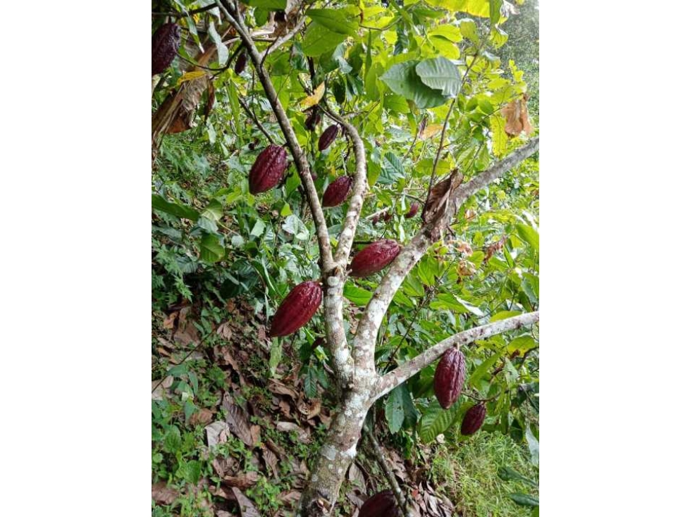 Venta de hermosa finca en Valdivia Antioquia — foto 5
