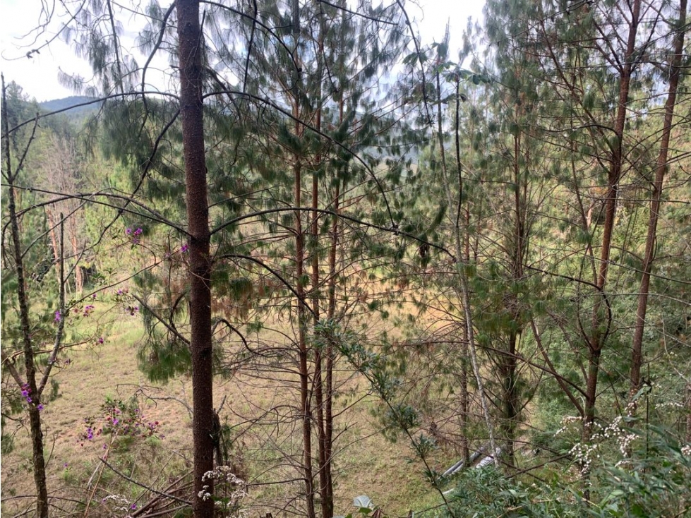 Venta de Hermoso Lote en El Retiro en Reserva Natural Unidad Cerrada — foto 3