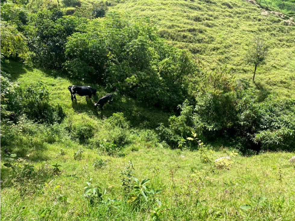 Venta de lote campestre en Belén cerca de los Bernal vereda el jardín — foto 3